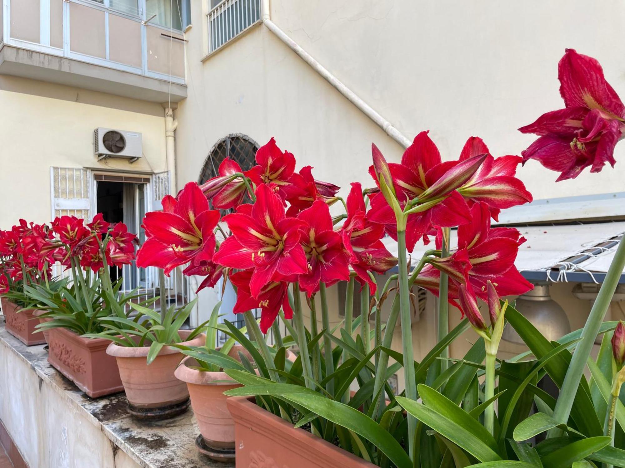 Il Giglio Rosso Nápoles Exterior foto